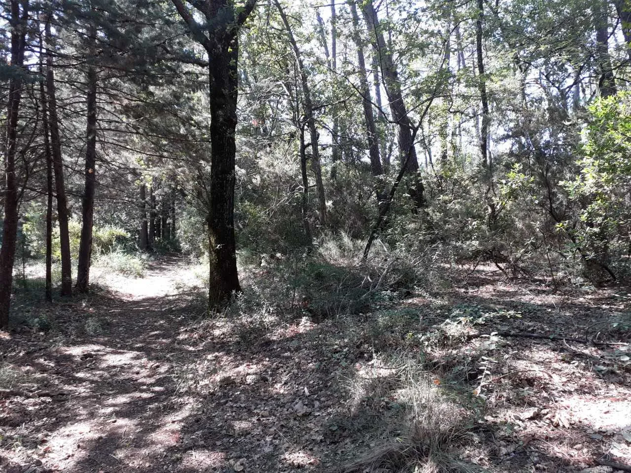 terrain à FIGANIERES (83830) — photo 3