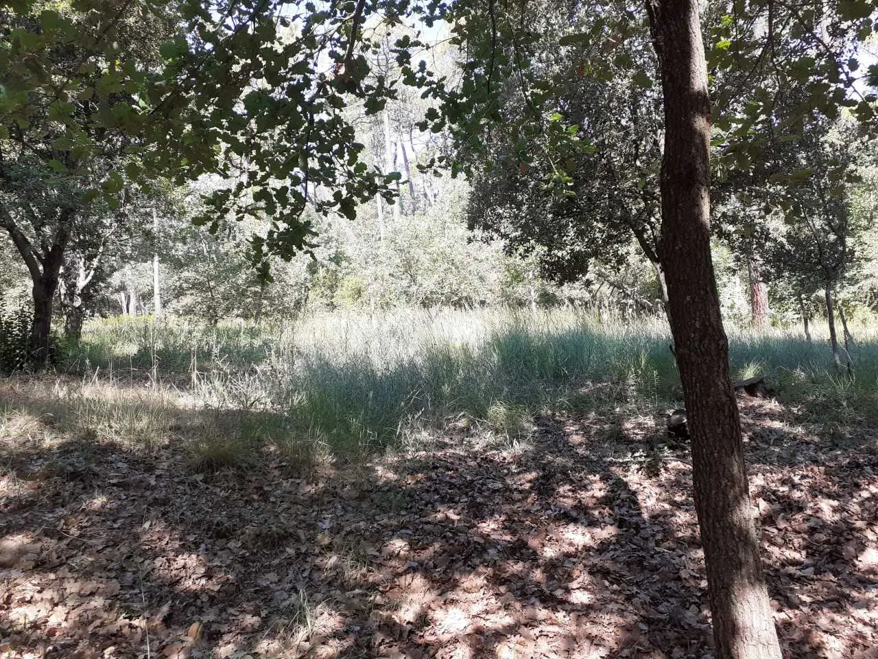 terrain à FIGANIERES (83830)